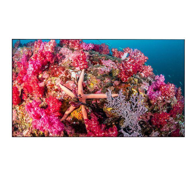 EliteBoard PK555FDLN