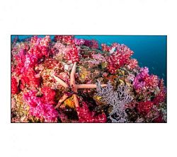 EliteBoard SK495FCLN EliteBoard SK495FCLN